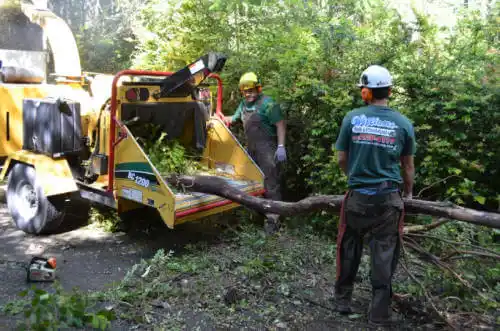 tree services Snowmass Village